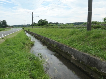 道路わきの水路で、土手が草で生い茂っている。