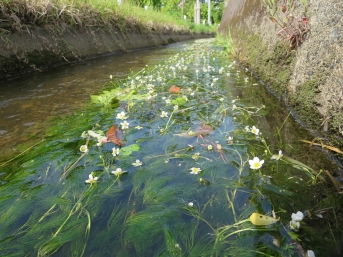 両側がコンクリートの水路でバイカモの白い花が水面に顔を出し、葉が水にたなびいている様子
