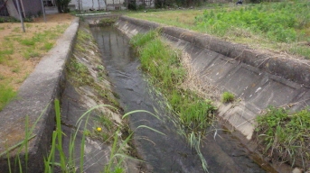 水が流れているコンクリートの水路。水中には植物がはえている。