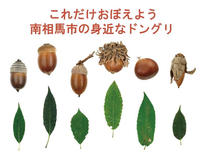 これだけおぼえよう南相馬市の身近なドングリ。ドングリとその葉っぱの画像6種類