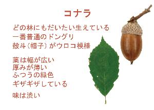 コナラのドングリと葉っぱとその解説