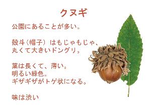 クヌギのドングリと葉っぱの写真とその解説