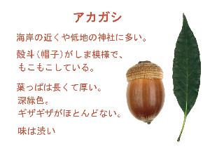 アカガシのドングリと葉っぱの画像とその解説
