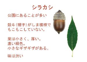 シラカシのドングリと葉っぱの画像とその解説