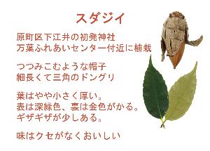 スダジイのドングリと葉っぱの画像とその解説