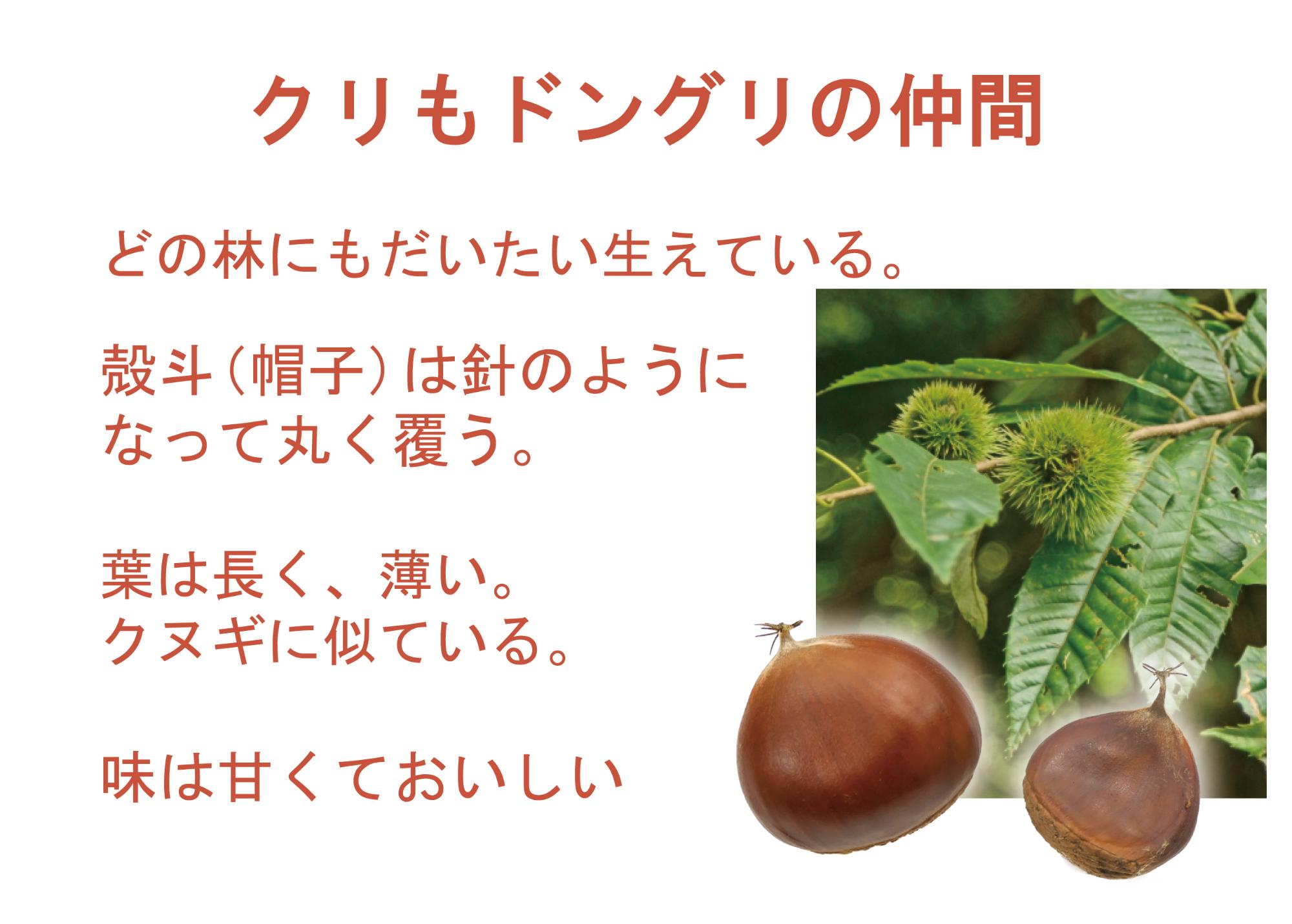 クリもドングリの仲間。栗の画像。