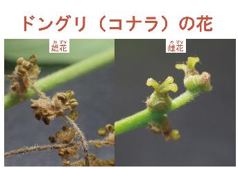 ドングリ(コナラ)の花。左が雄花、右が雌花。