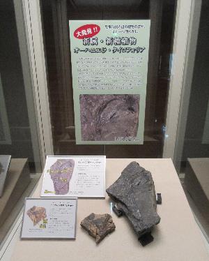 南相馬市産の新属・新種化石オーハニエラ・タイロフォリ