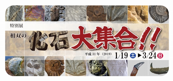 特別展 相双の化石大集合!! トップ画像