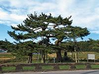 泉の一葉松の外観の写真