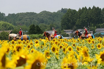 震災の翌年、稲の代わりにヒマワリを植えた田の道を進む騎馬武者たち