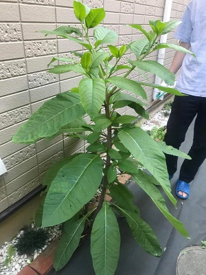 大きな緑色の葉がたくさんある植物の写真