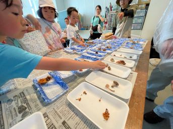 採集したキノコを発泡スチロールのトレイに並べている観察している様子