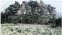 青空の下に林と花畑が写っている写真