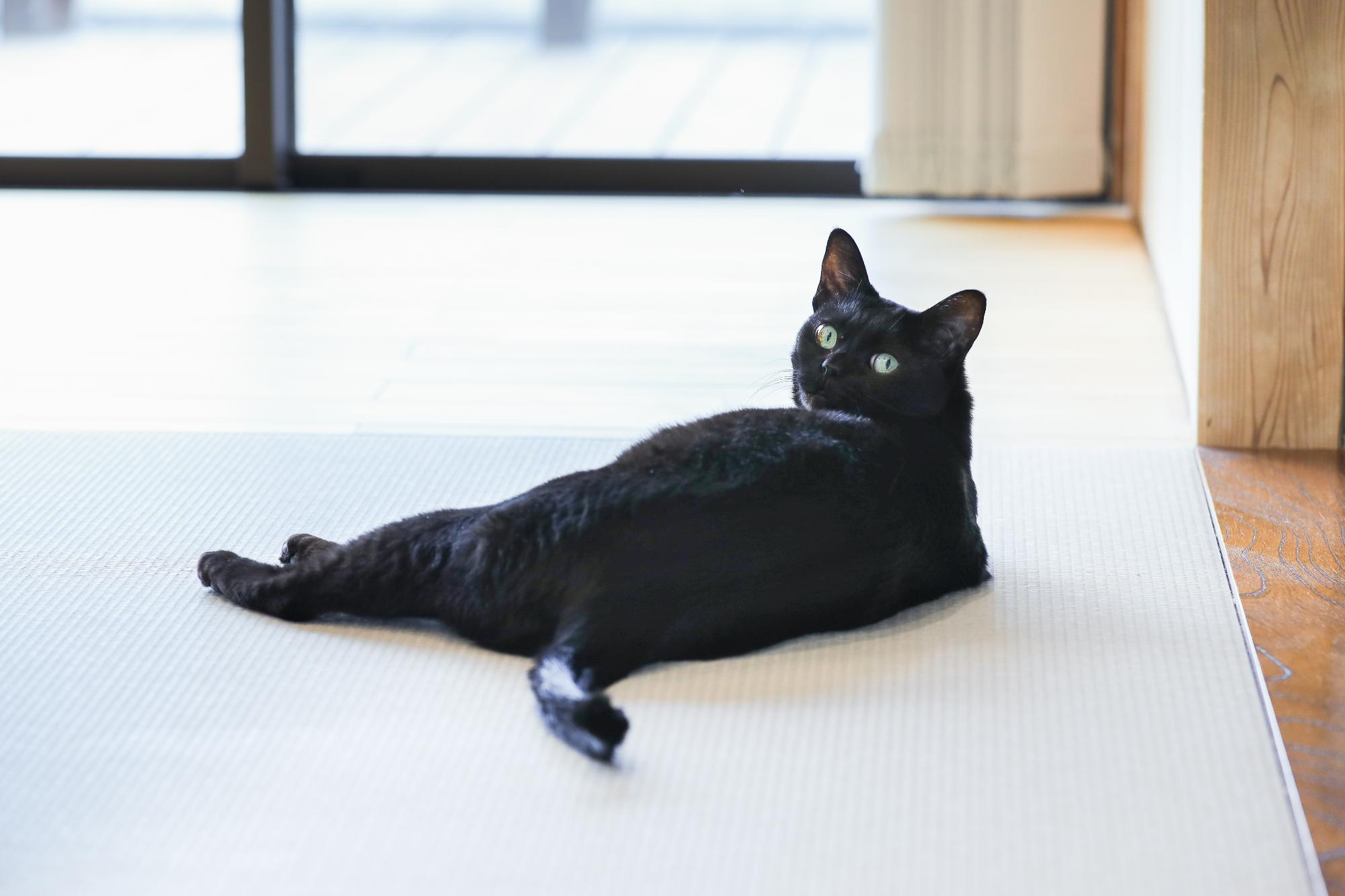 西山さんの愛猫
