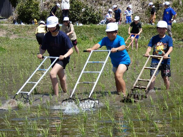 【令和8年5月27日】太田小草取り体験