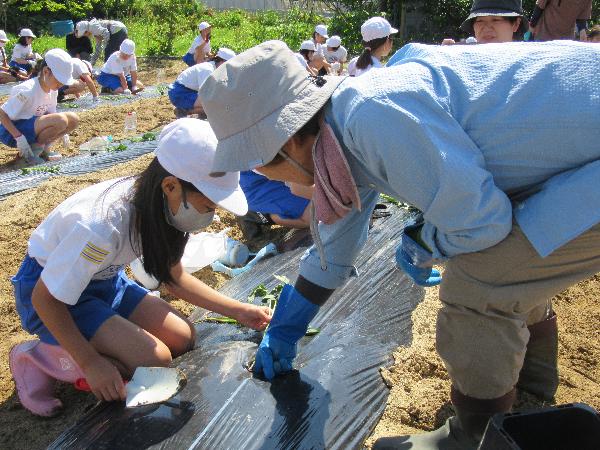 【令和8年6月11日】大甕小サツマイモ苗植え体験