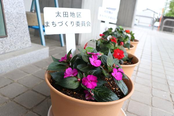 【令和8年6月22日】花鉢（サンパチェンス）の寄贈