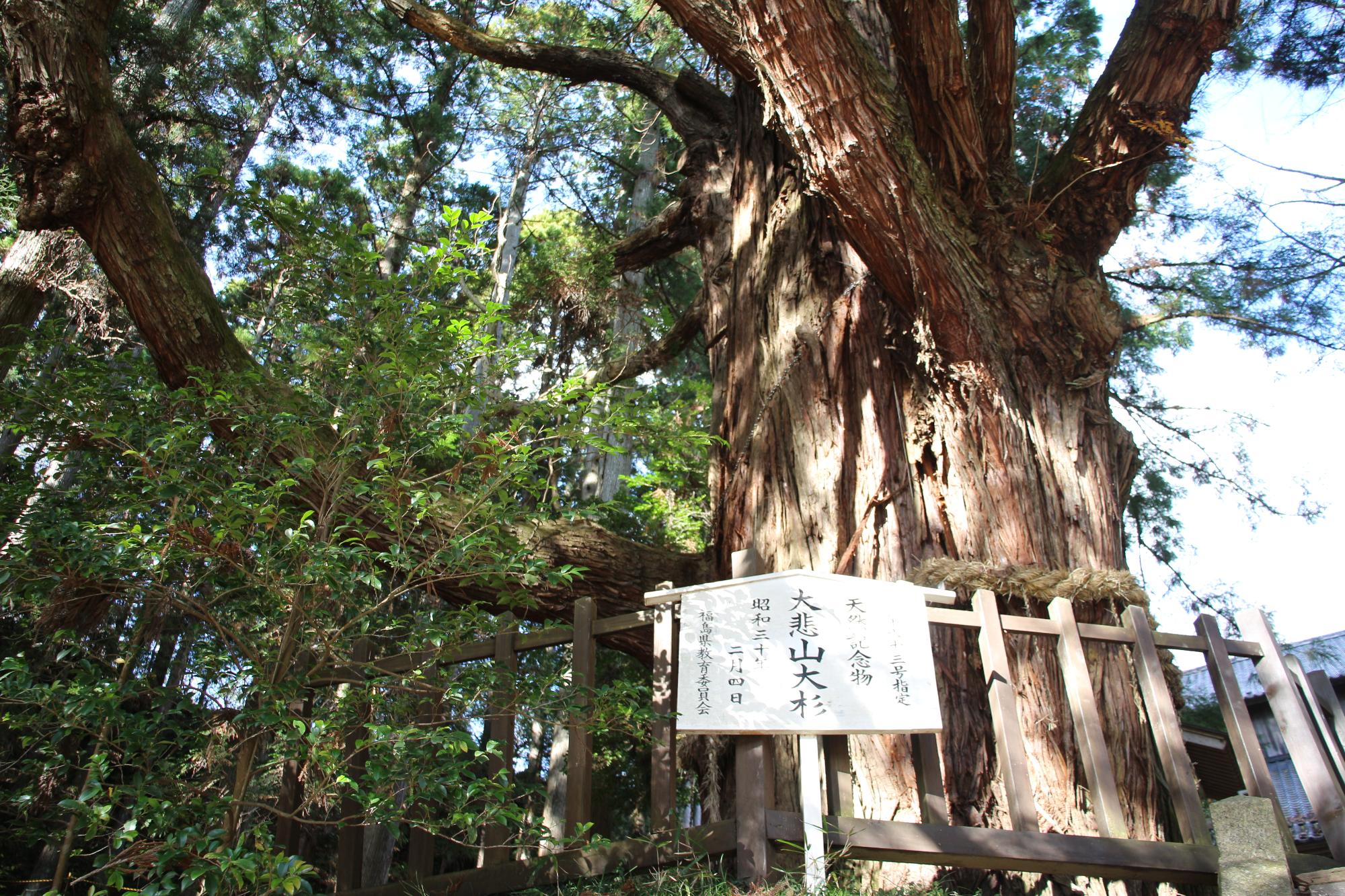 大悲山の大スギの写真