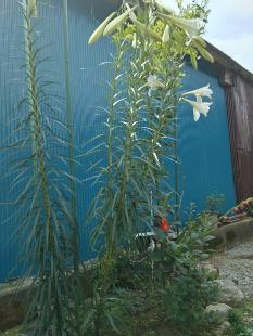 枝分かれした珍しいユリの花