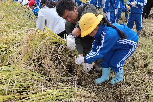 【令和7年10月23日】上真野小学校 稲刈り体験