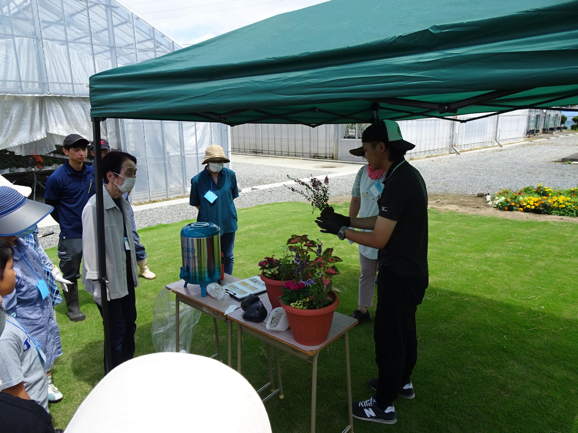 寄せ植えに使用する草花の解説