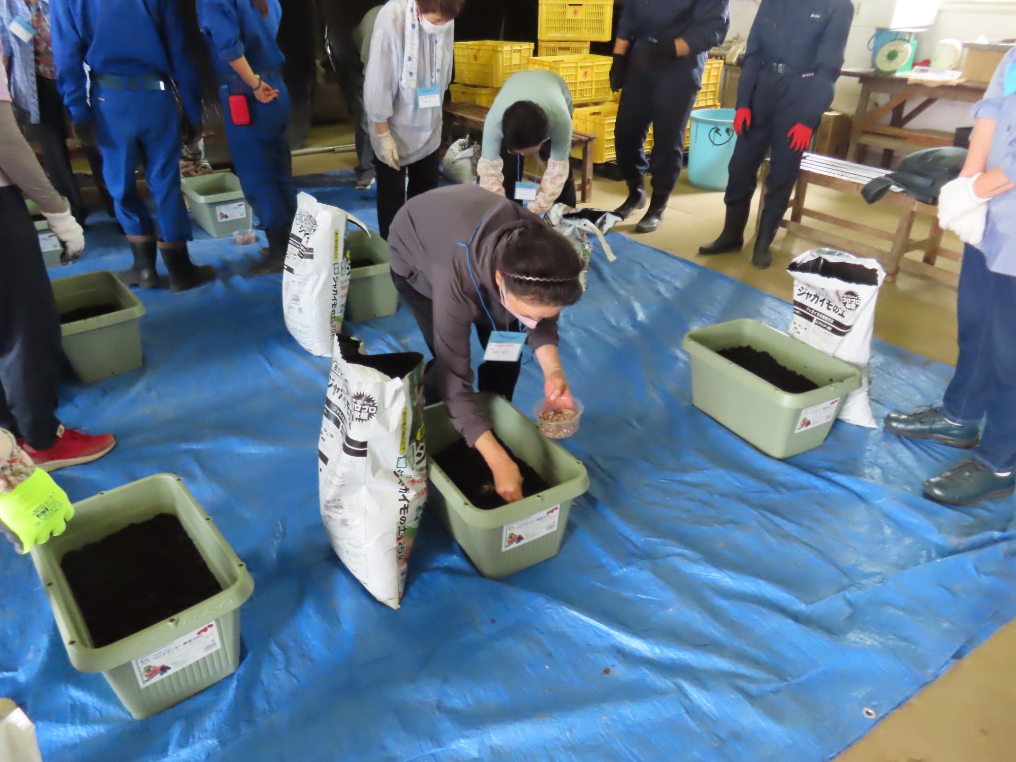種イモを植える様子の写真