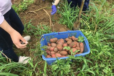 癒しの野菜づくり交流事業08071