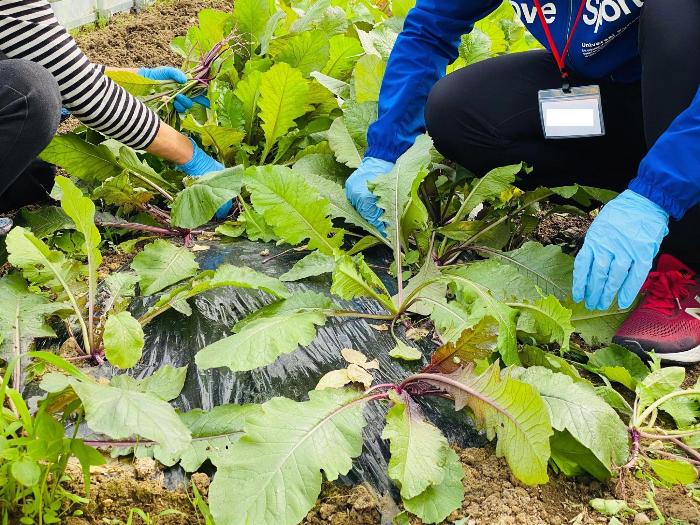 野菜のお手入れをしている写真