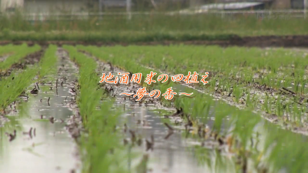 YouTube「地酒用米の田植え ～夢の香～ 」サムネイル画像