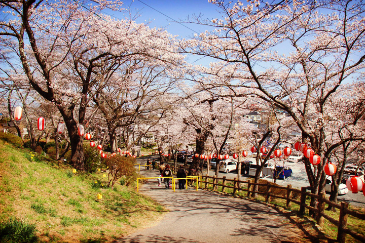 満開の桜がアーチの様に並んだ下り坂の写真