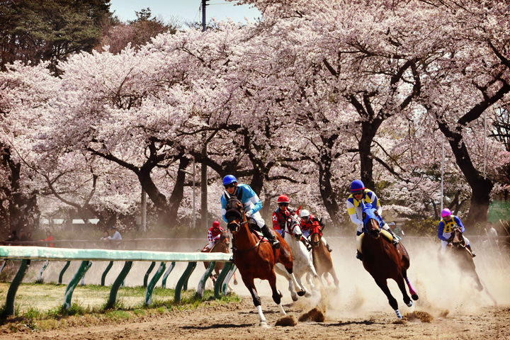 満開の桜並木を背景にカーブを疾走する競馬の様子の写真