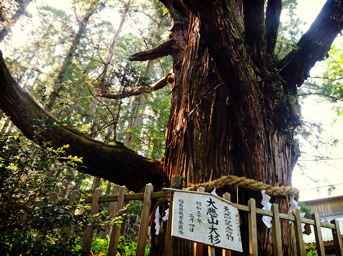 大悲山の大杉の写真