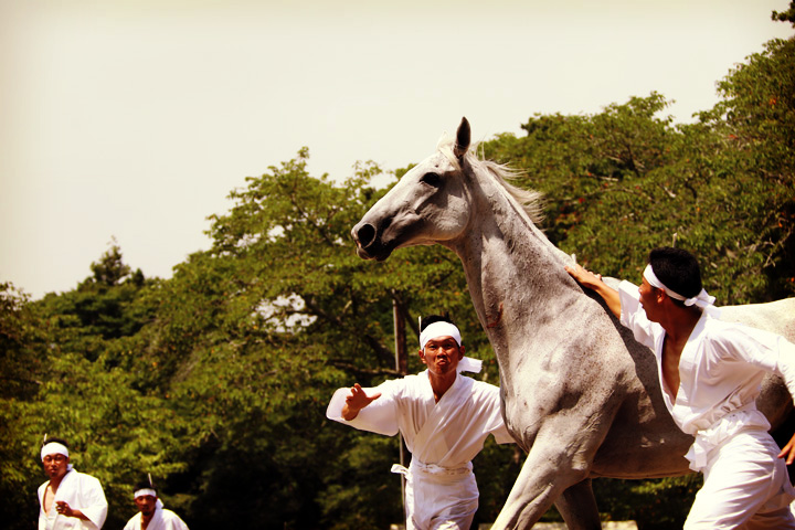 wild horse capture