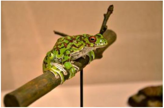 Forest green tree frog replica