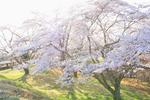 桜平山公園