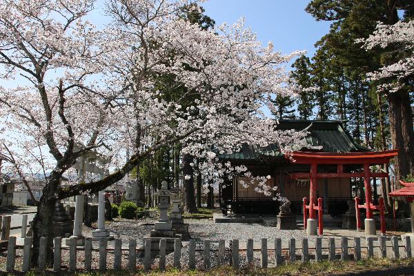 貴船神社の桜