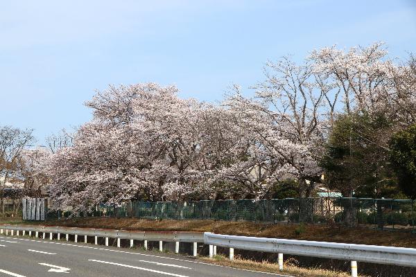 原町高校の桜
