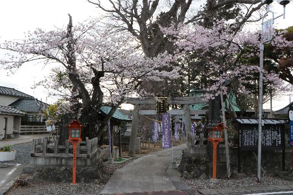 鹿島御子神社の桜