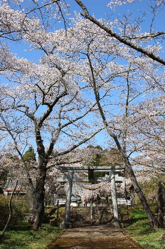 小高神社の桜