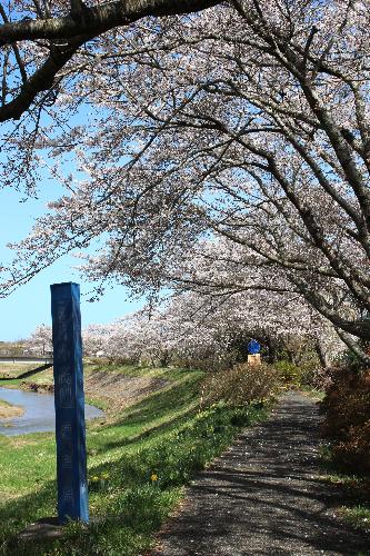 小高川の桜