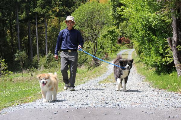 3鈴木さんと秋田犬「サンボ」と「大馬」が一緒に散歩している写真