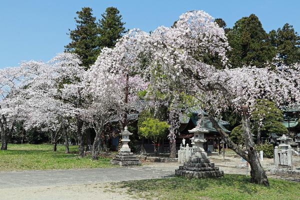 1相馬小高神社の枝垂桜の写真