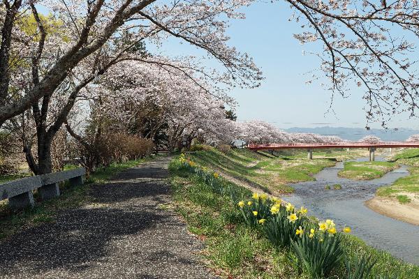 2小高区の川沿いの桜の写真