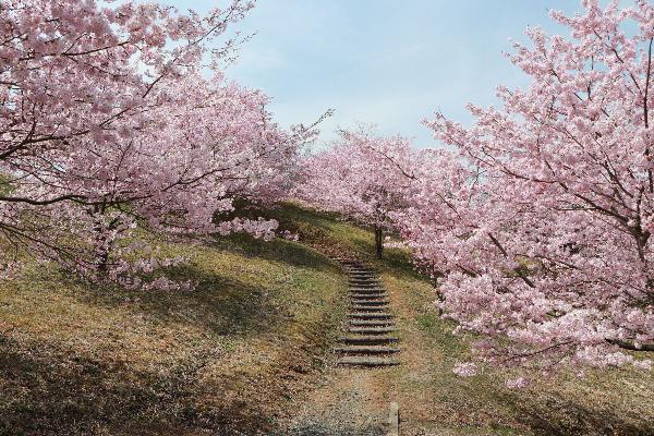 3さくらホールそば桜平山の桜の写真