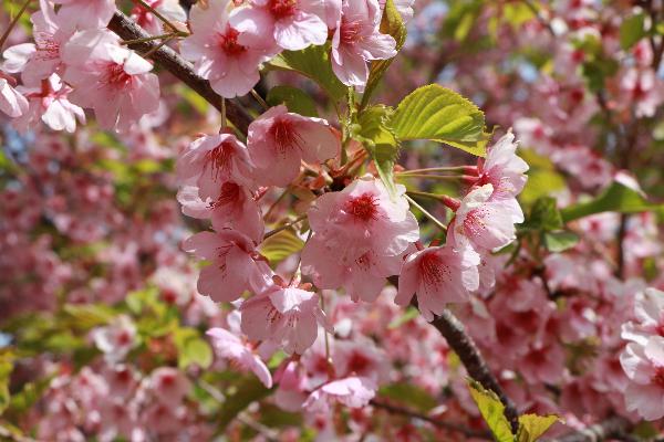 4桜の様子