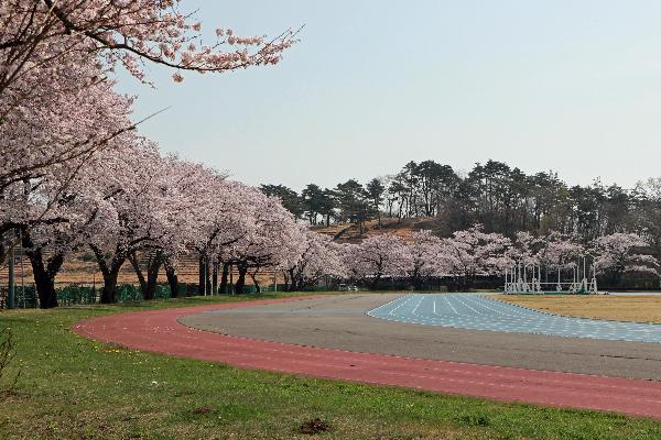 6雲雀ヶ原陸上競技場の桜の写真