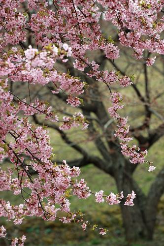 7さくらホールそば桜平山の桜の写真