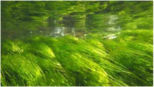 A type of seaweed called "baikamo"