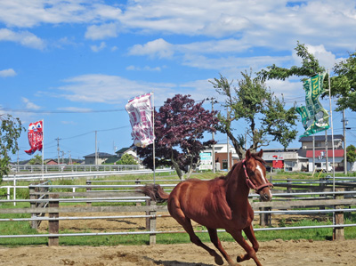 のぼり旗3本が付けられた柵の中を馬が駆ける画像